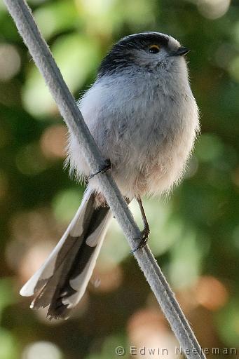 ENE-20080216-0003.jpg - [nl] Staartmees ( Aegithalos caudatus ) | Ommeren, Nederland[en] Long-tailed Tit ( Aegithalos caudatus ) | Ommeren, The Netherlands